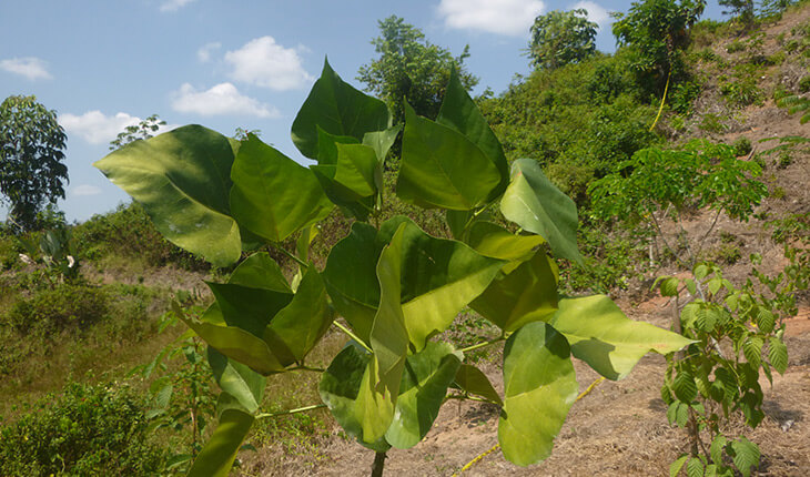 Siembra de plantas nativas en zona de recarga hídrica del municipio de Yondó